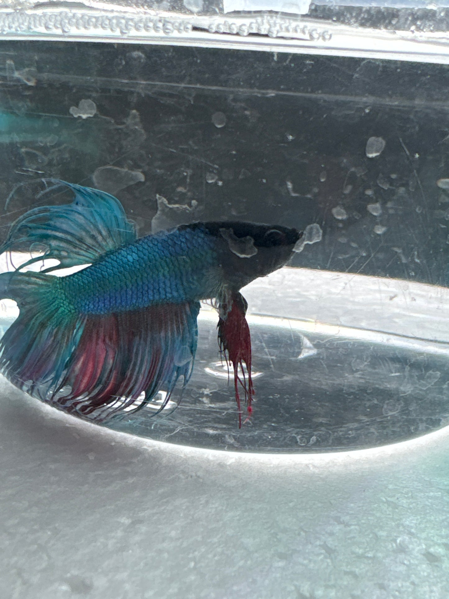 Assorted Crown Tail Betta