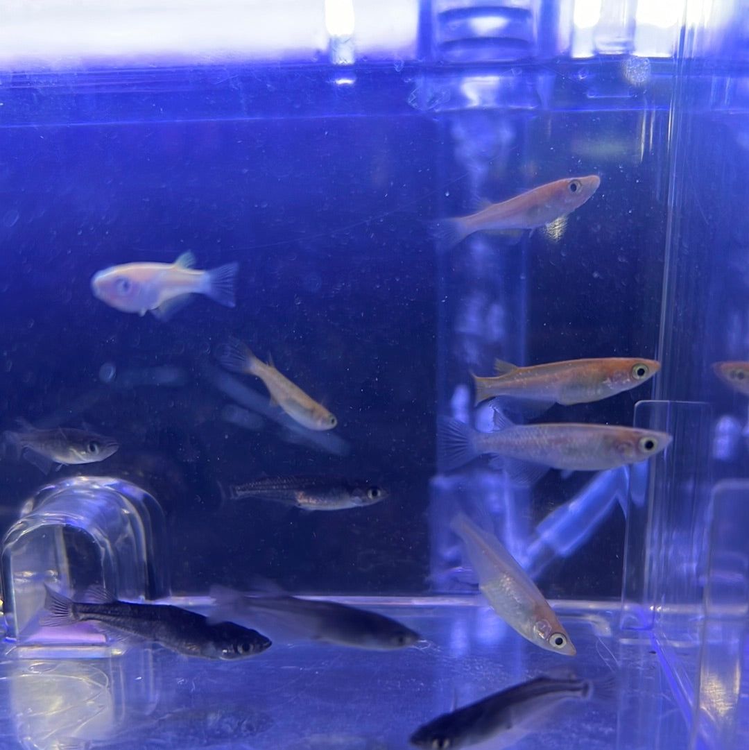 Assorted Medaka (Ricefish) – Tropical Aquarium
