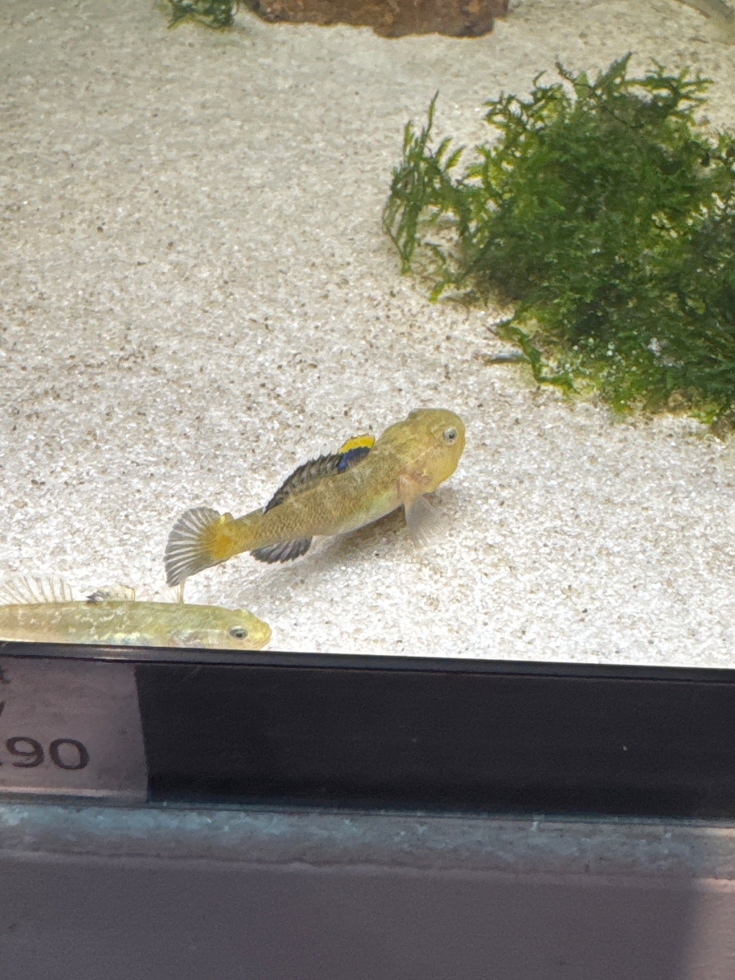 Desert Goby (Chlamydogobius Eremius)