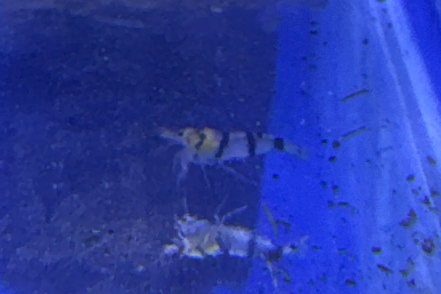 raccoons tiger shrimp (caridina)