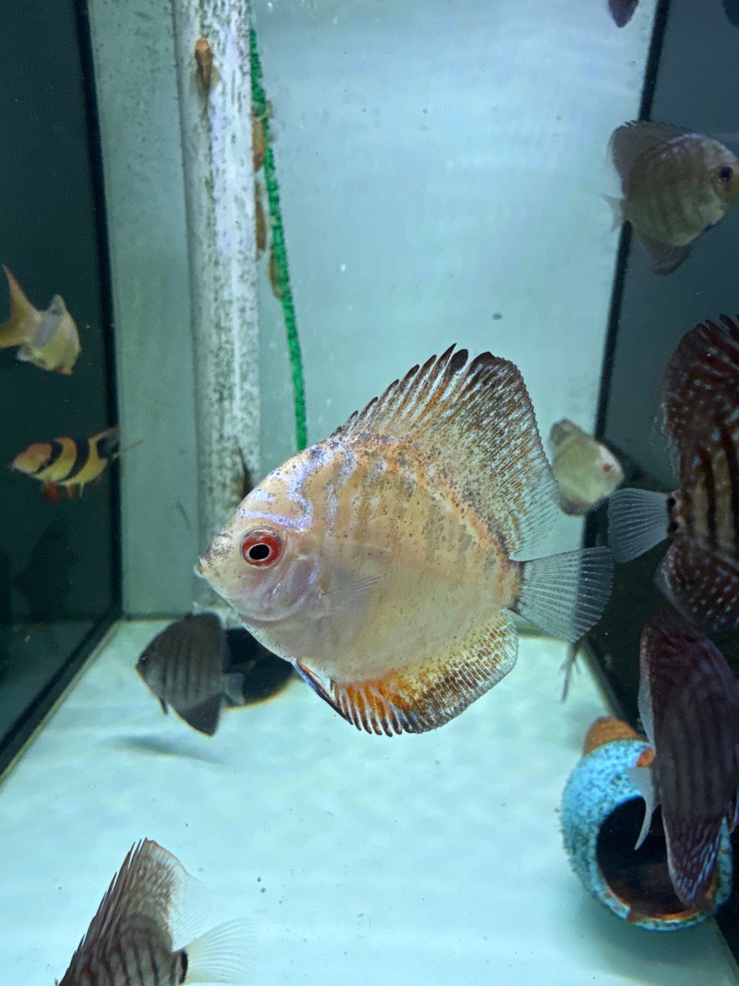 Red Stardust pigeon Discus (Symphysodon sp.)