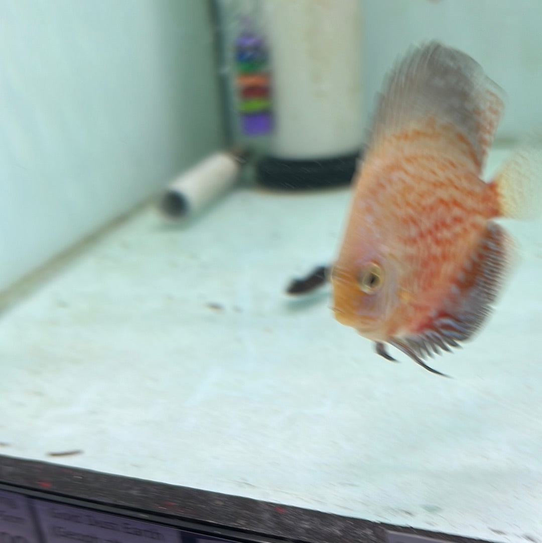 Snow Leopard Discus (Symphysodon sp.)