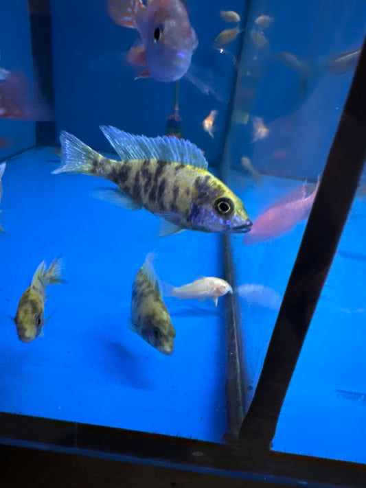 Marble Peacock Cichlid