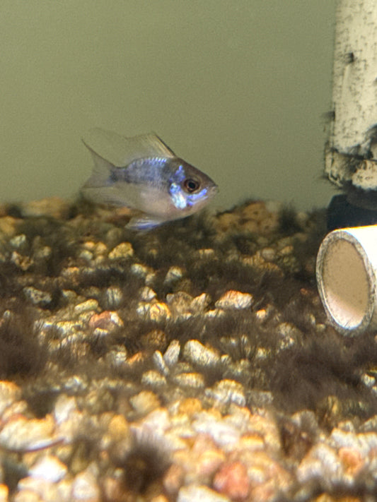 Electric Blue long fin Balloon Rams (Mikrogeophagus ramirezi)