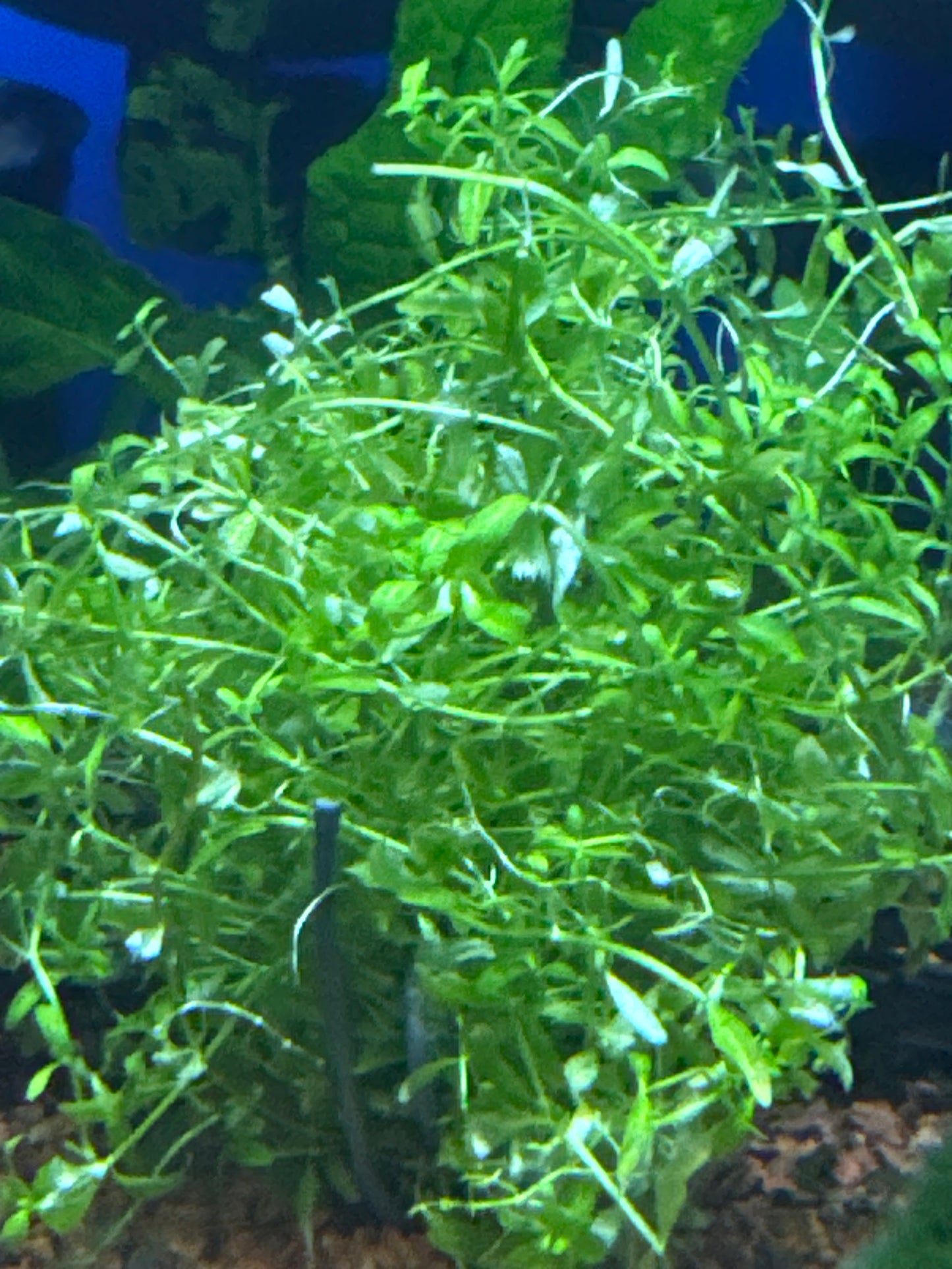 Monte carlo micranthemum