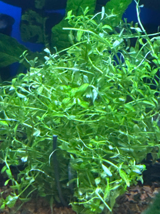Monte carlo micranthemum