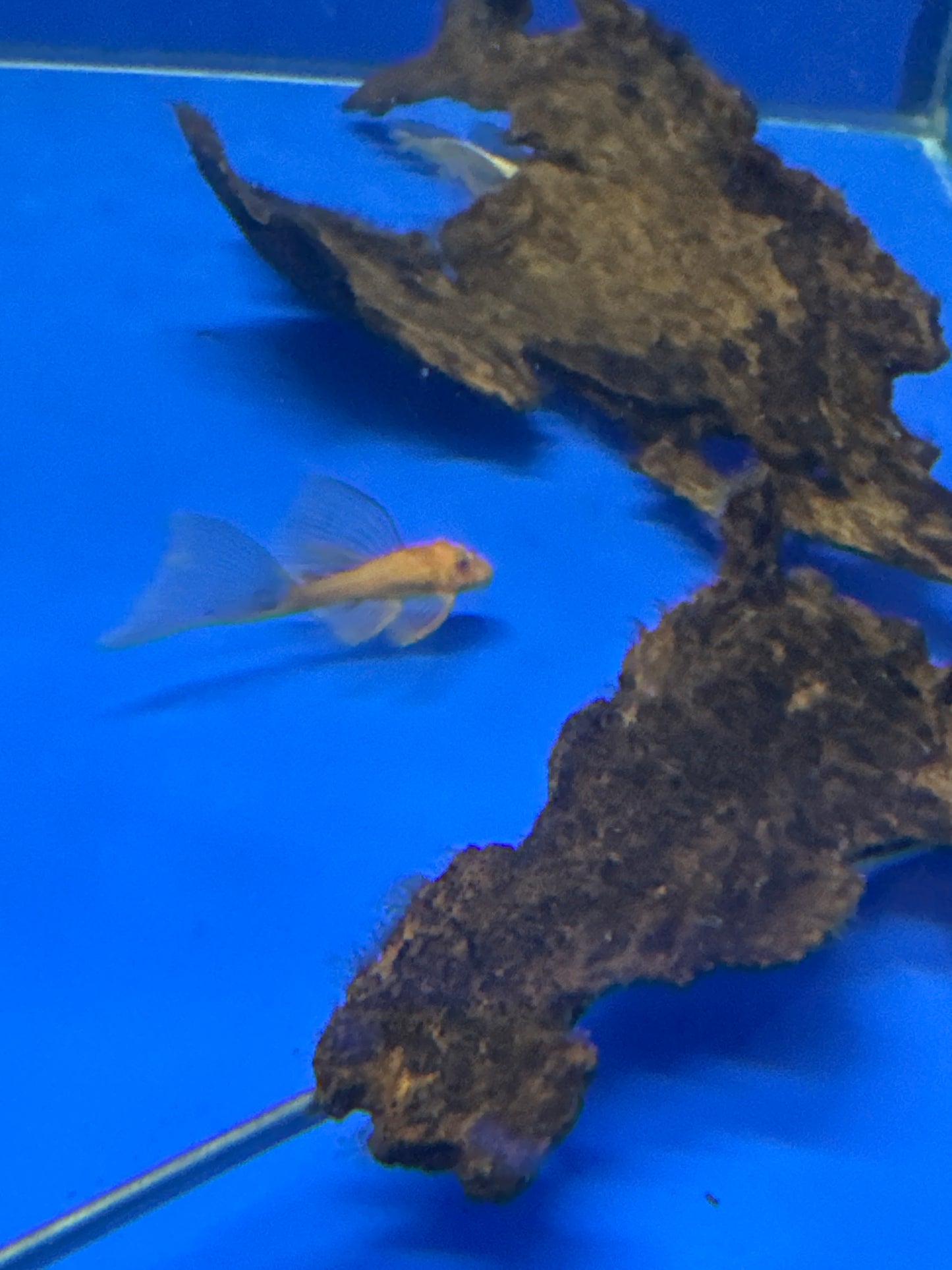 longfin Super Red Bristlenose