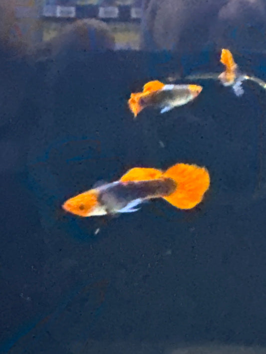 Guppies red tuxedo koi (Poecilia reticulata)