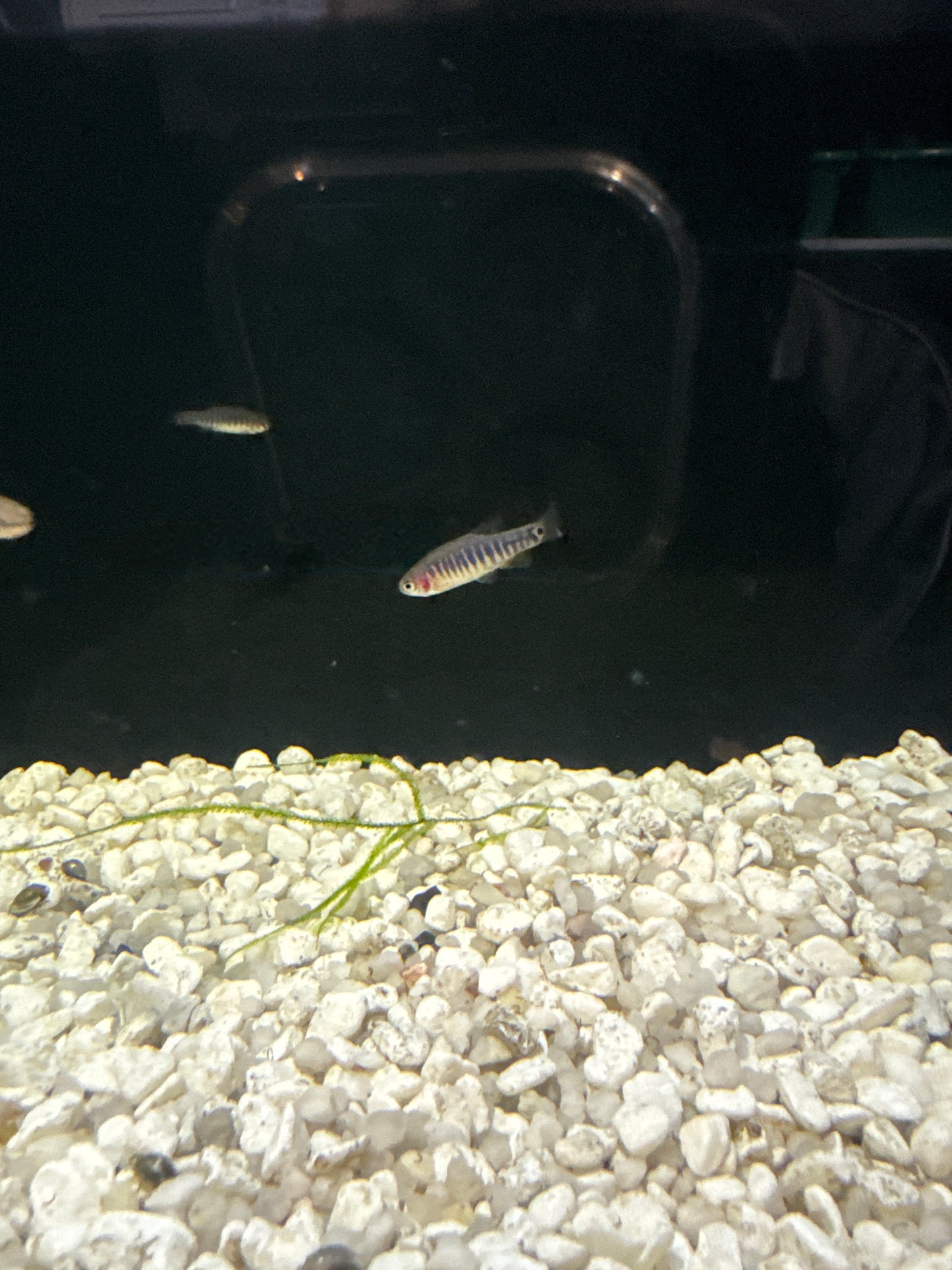 Emerald Dwarf Rasbora (Celestichthys Erythromicron)