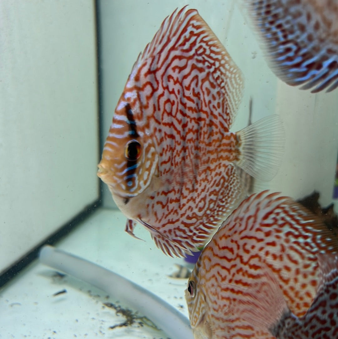 Panthera Leopard Discus (Symphysodon sp.)