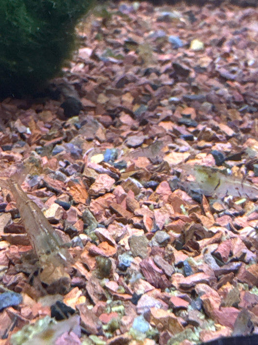 Orange Eye Blonde Tiger shrimp OEBT (Caridina)