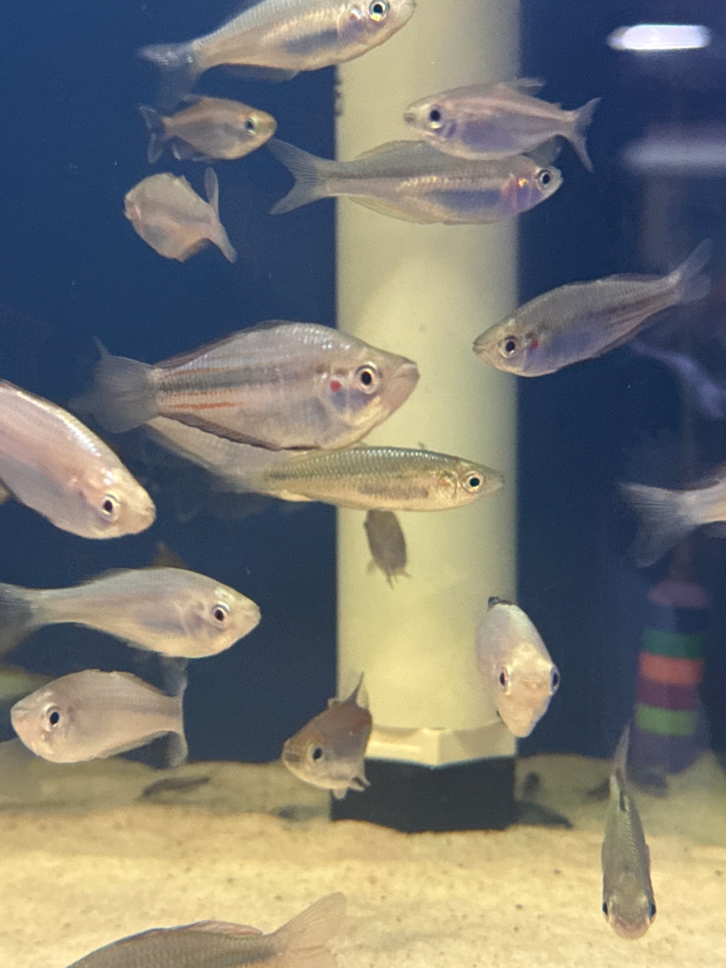 Duboulay's rainbowfish blue kangaroo creek (Melanotaenia duboulayi)