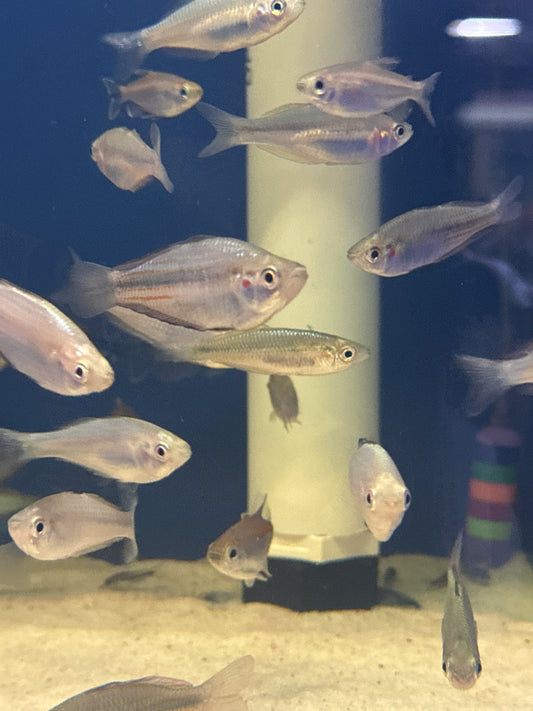 Duboulay's rainbowfish blue kangaroo creek (Melanotaenia duboulayi)