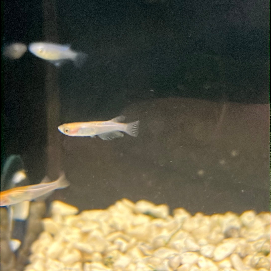 Medaka Rice fish (Oryzias Latipes) Kohaku – Tropical Aquarium