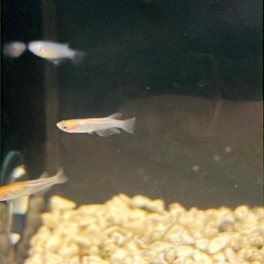 Medaka Rice fish (Oryzias Latipes) Kohaku