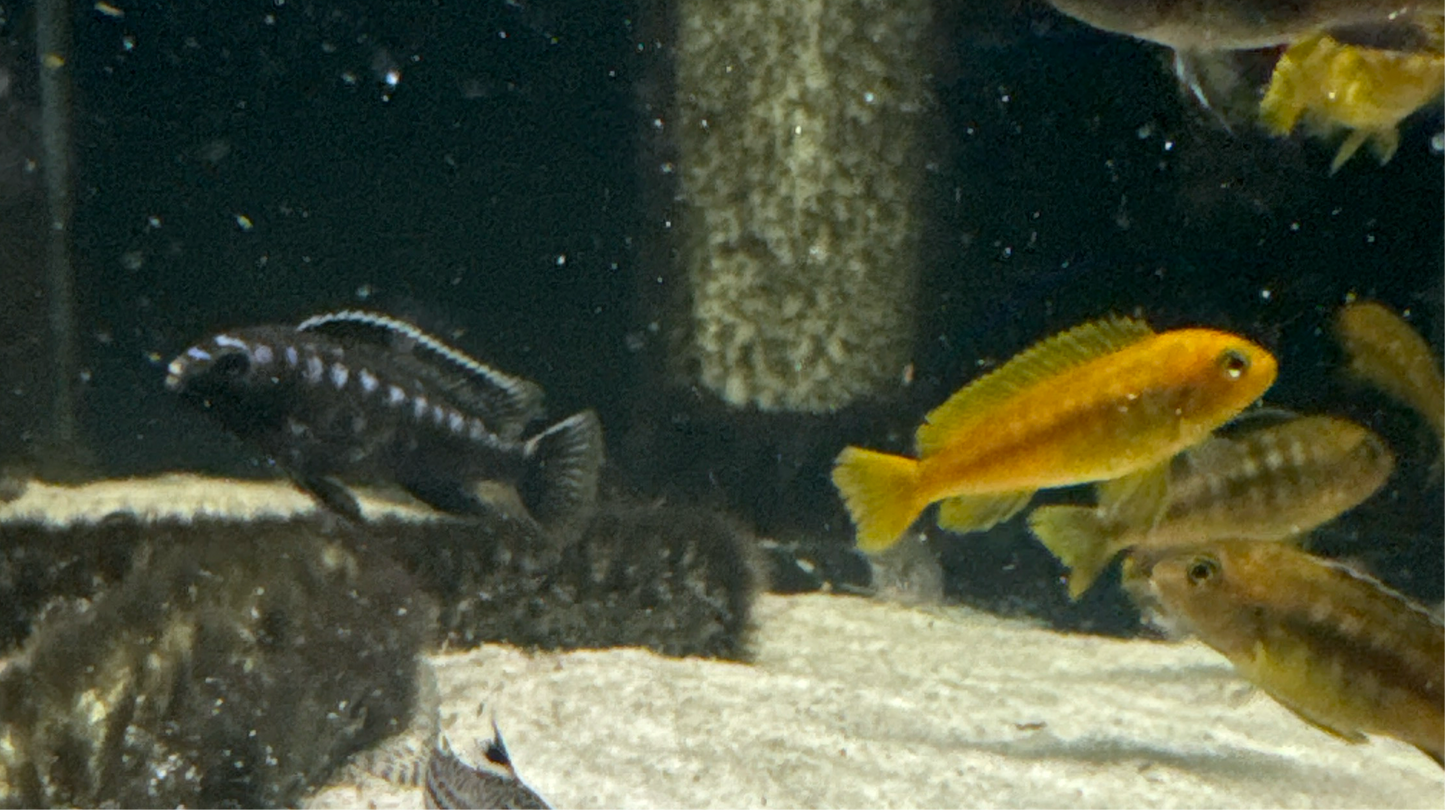 Johanni (Melanochromis Johanni)