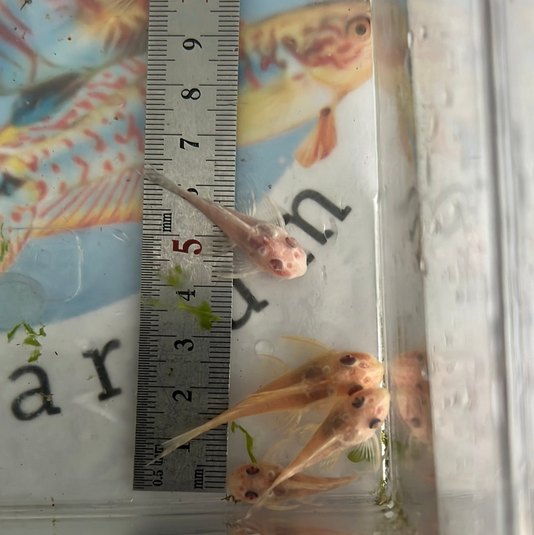 L333 Albino King Tiger Pleco (Hypancistrus sp) – Tropical Aquarium