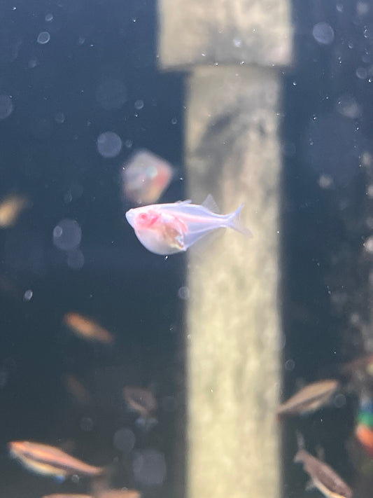 Silver Albino Hatchet Fish (Gasteropelecus sternicla)