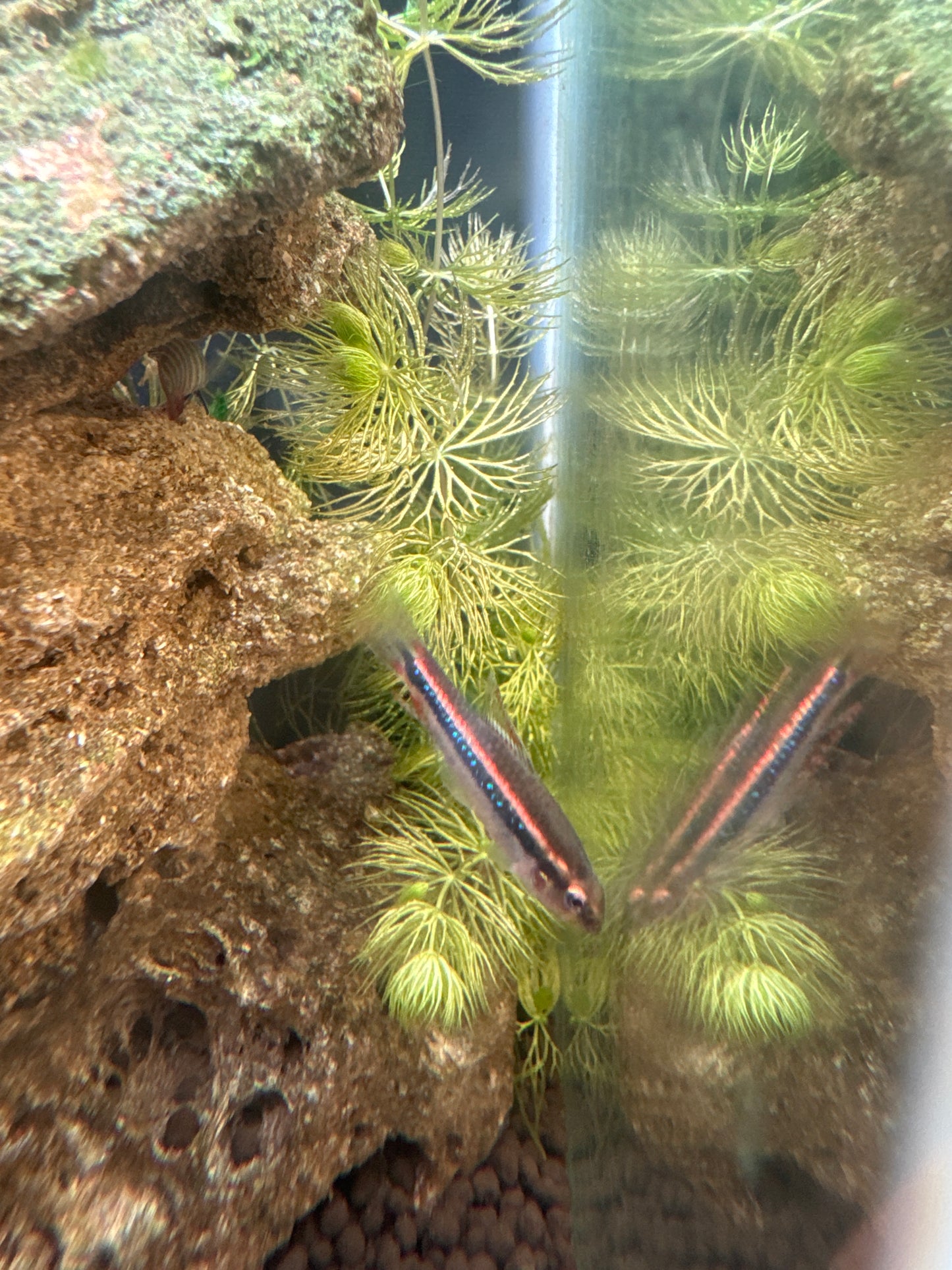 shining Tetra (Poecilocharax weitzmani)