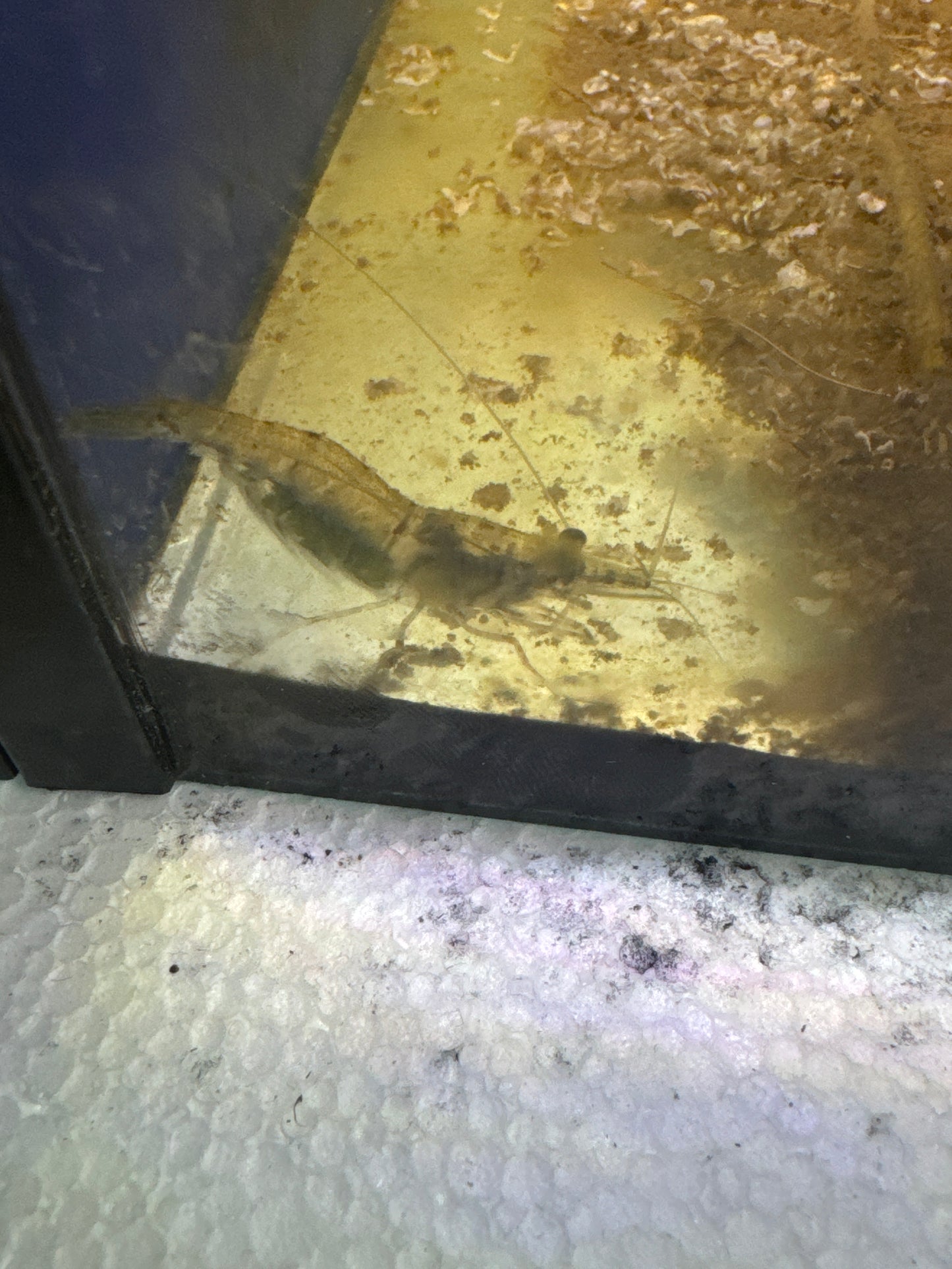 Freshwater Glass shrimp