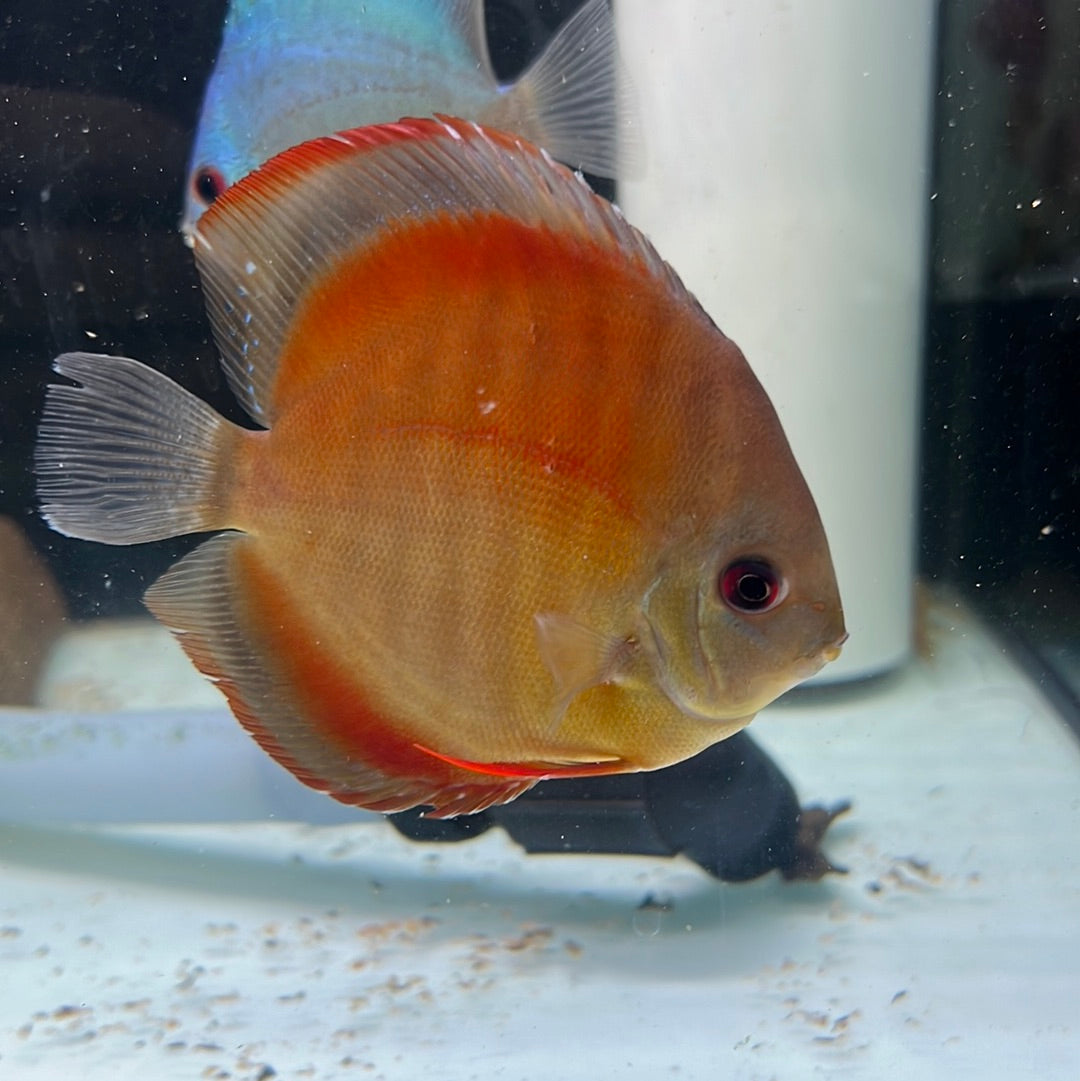 Sun Merah Discus (Symphysodon sp.) – Tropical Aquarium