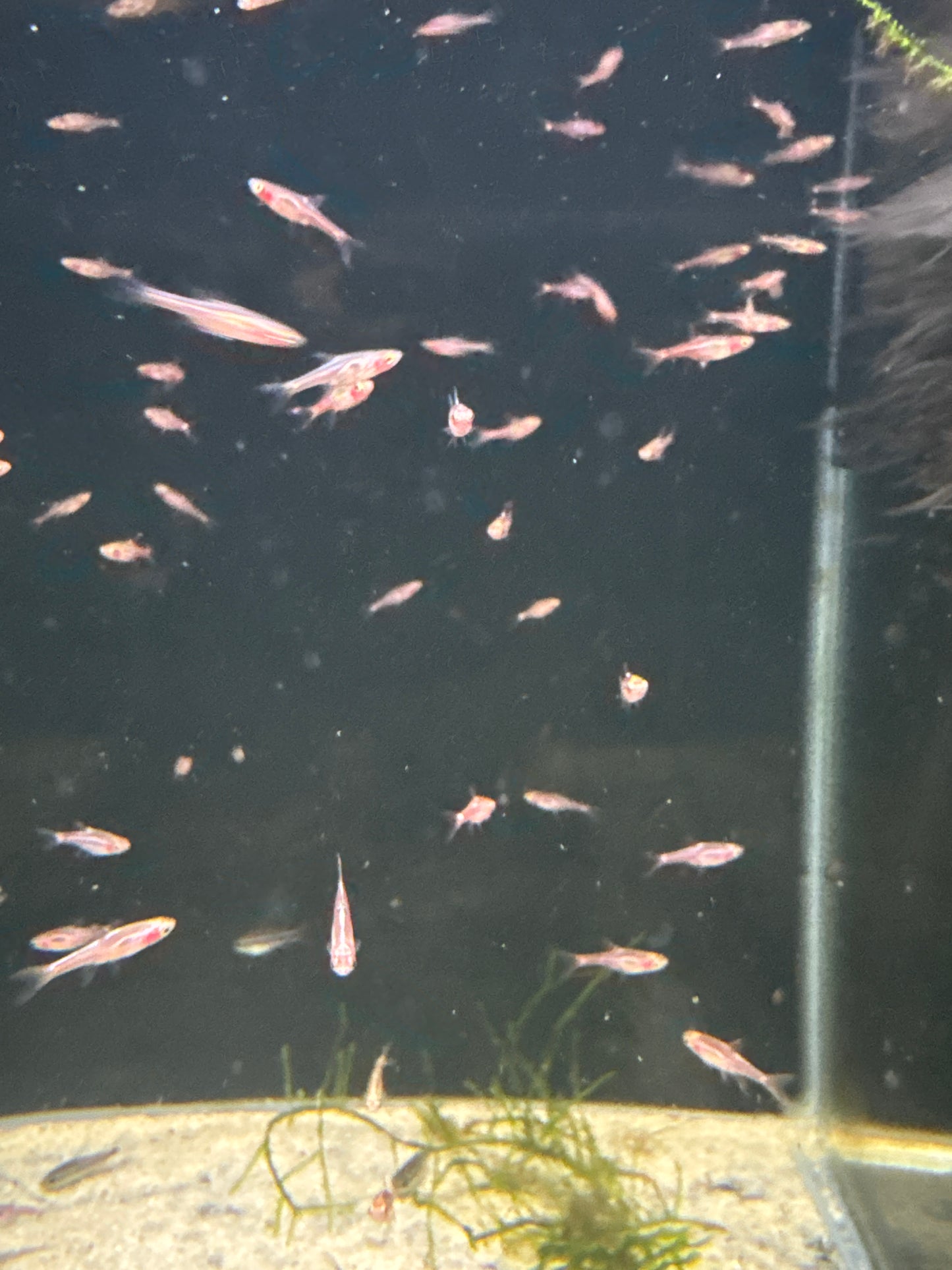 Chili Rasbora (Boraras brigittae)