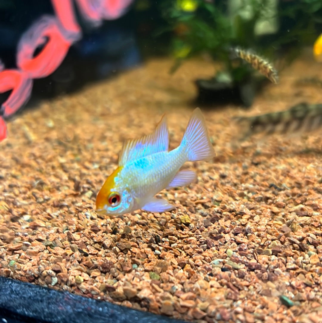 Platinum Rams (Mikrogeophagus ramirezi)