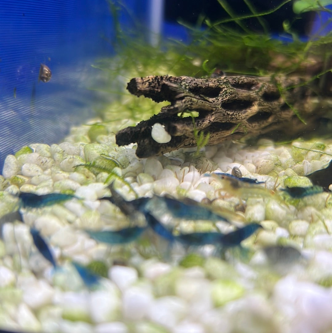 Cherry Shrimp (Neocaridina davidi)