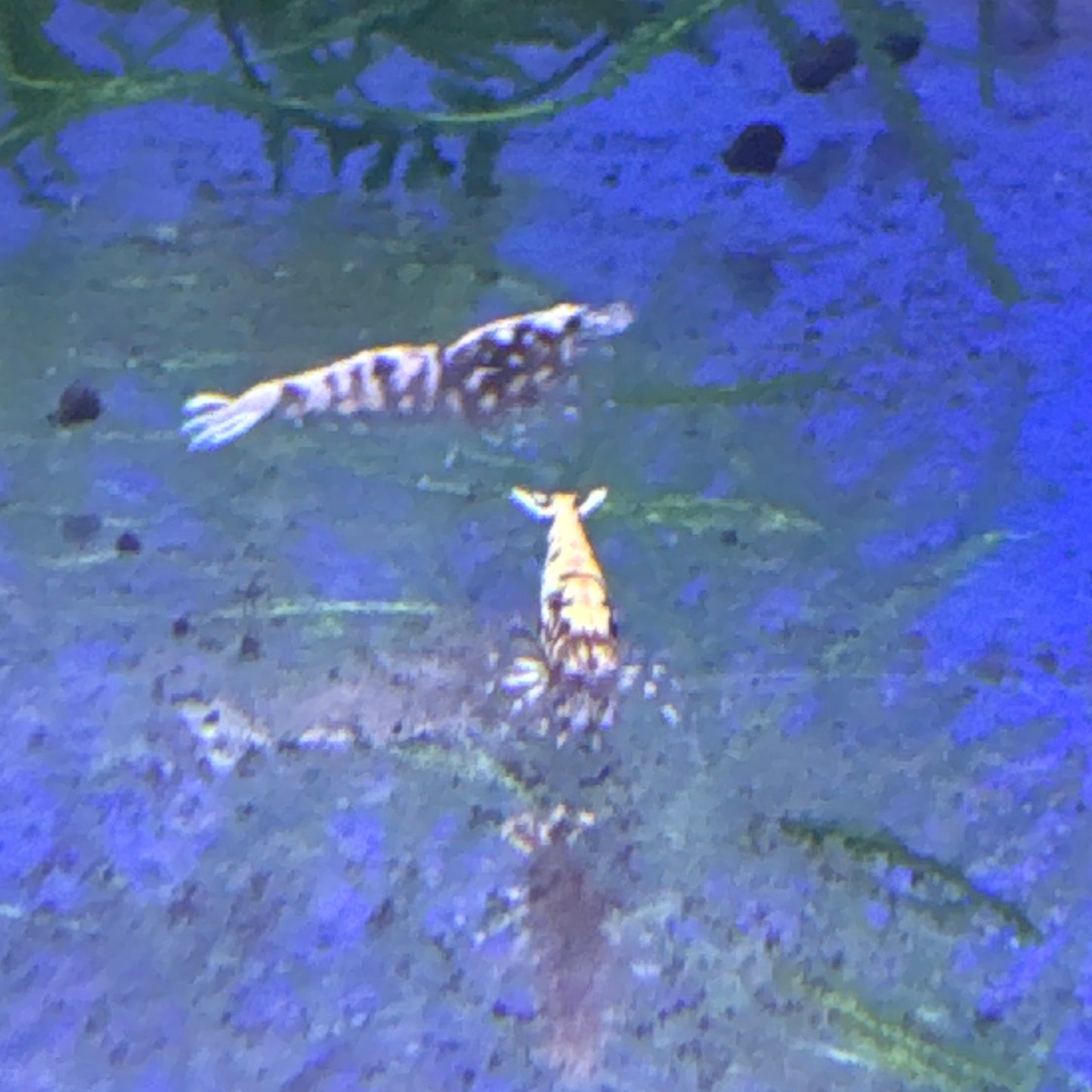 Red Galaxy Snowflake Fishbone (Caridina)