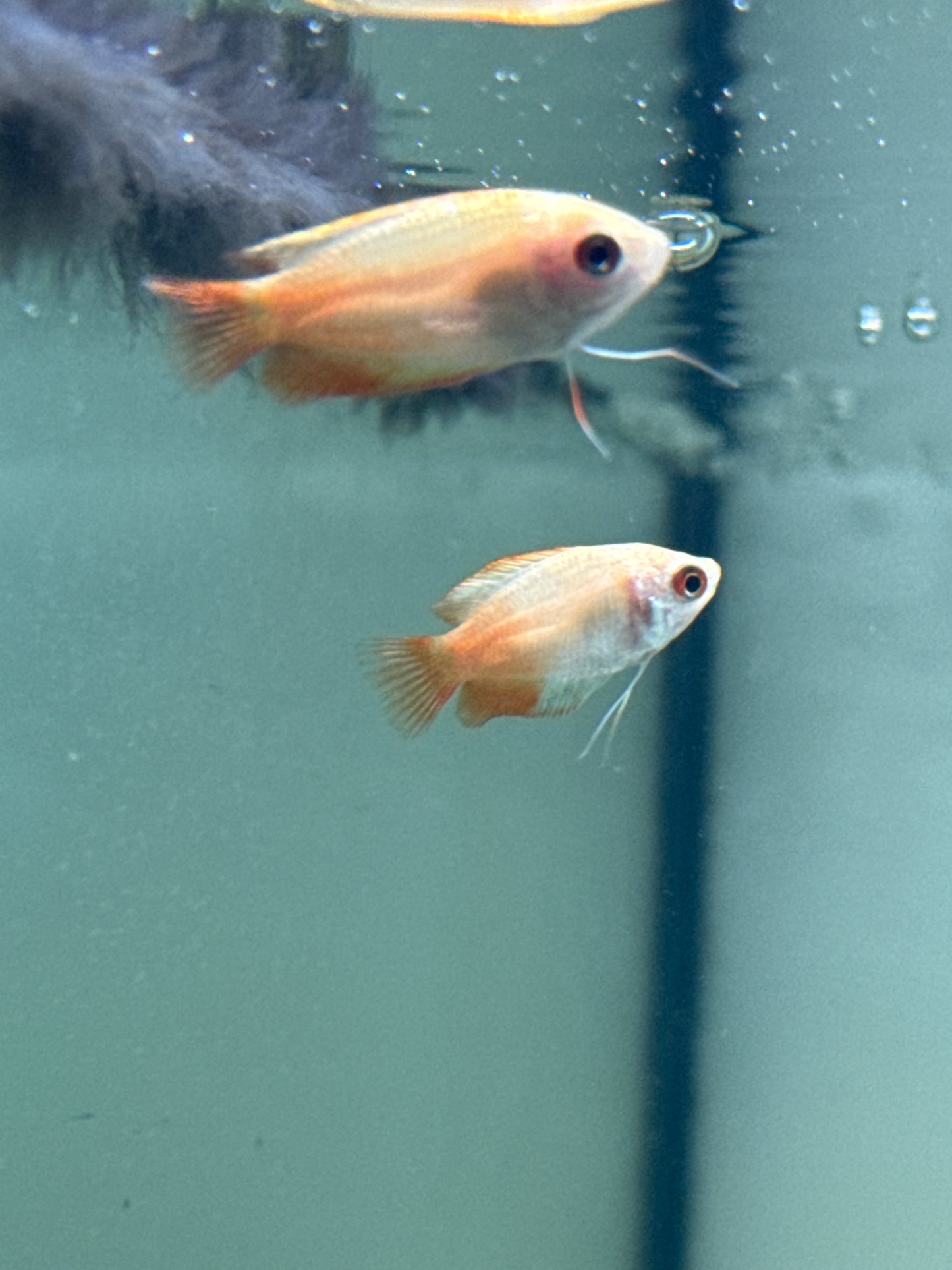 Honey Dwarf Gourami Firetail (Trichogaster chuna)