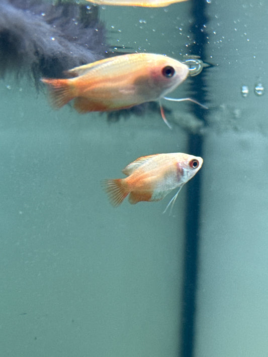 Honey Dwarf Gourami Firetail (Trichogaster chuna)