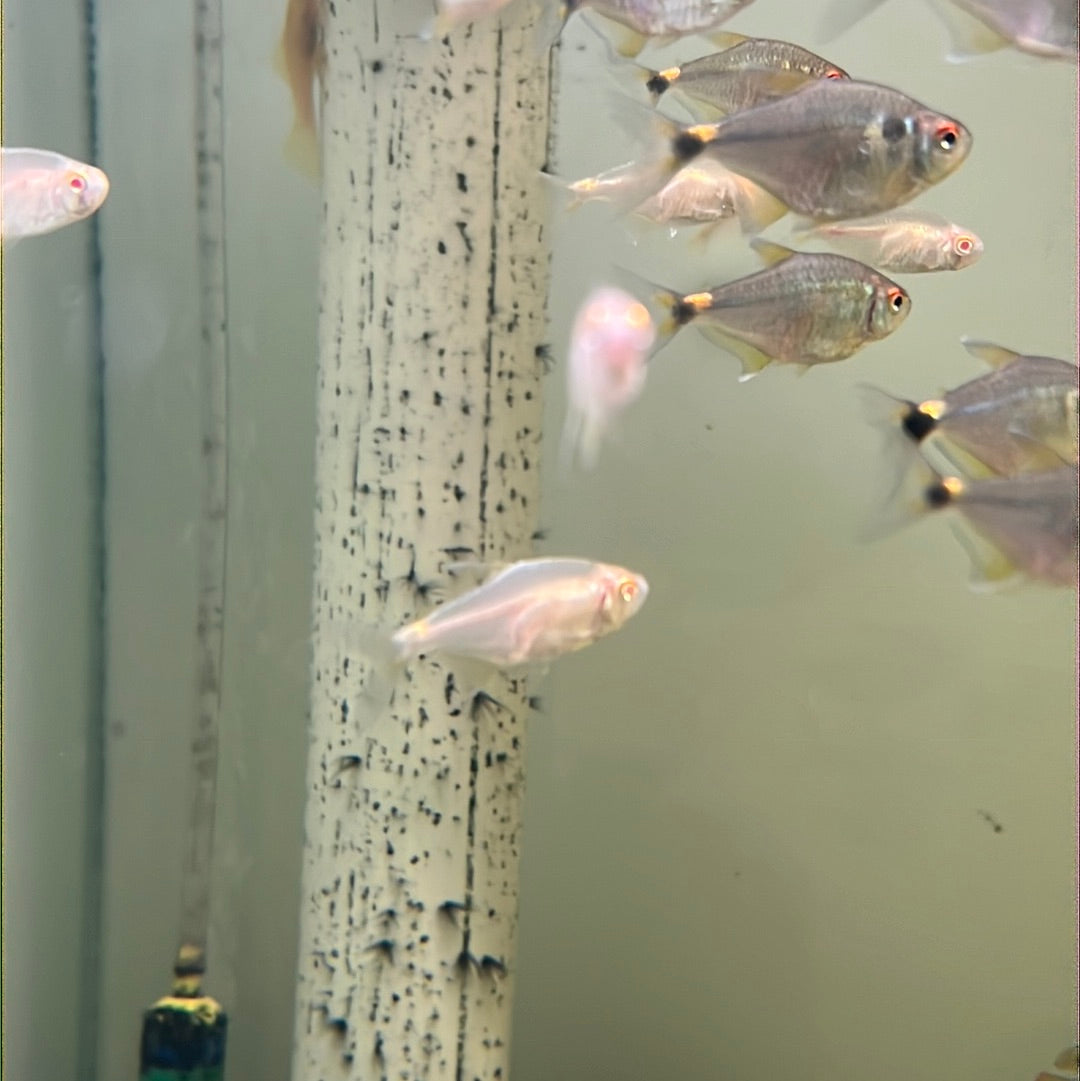 Albino Head and tail Light Tetra (Hemigrammus Ocellifer)