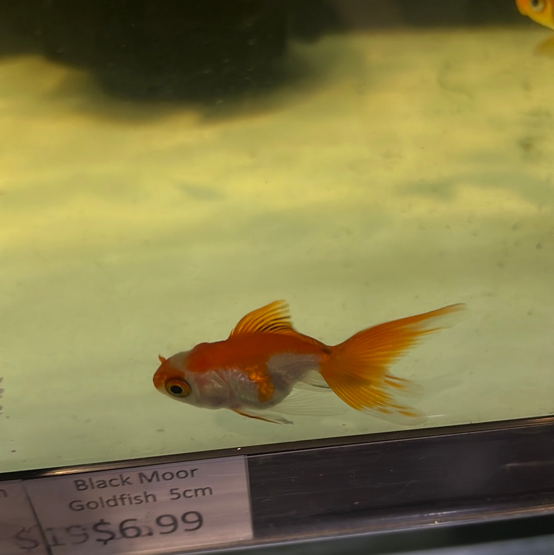 Fantail Goldfish Red And White (Carassius auratus)