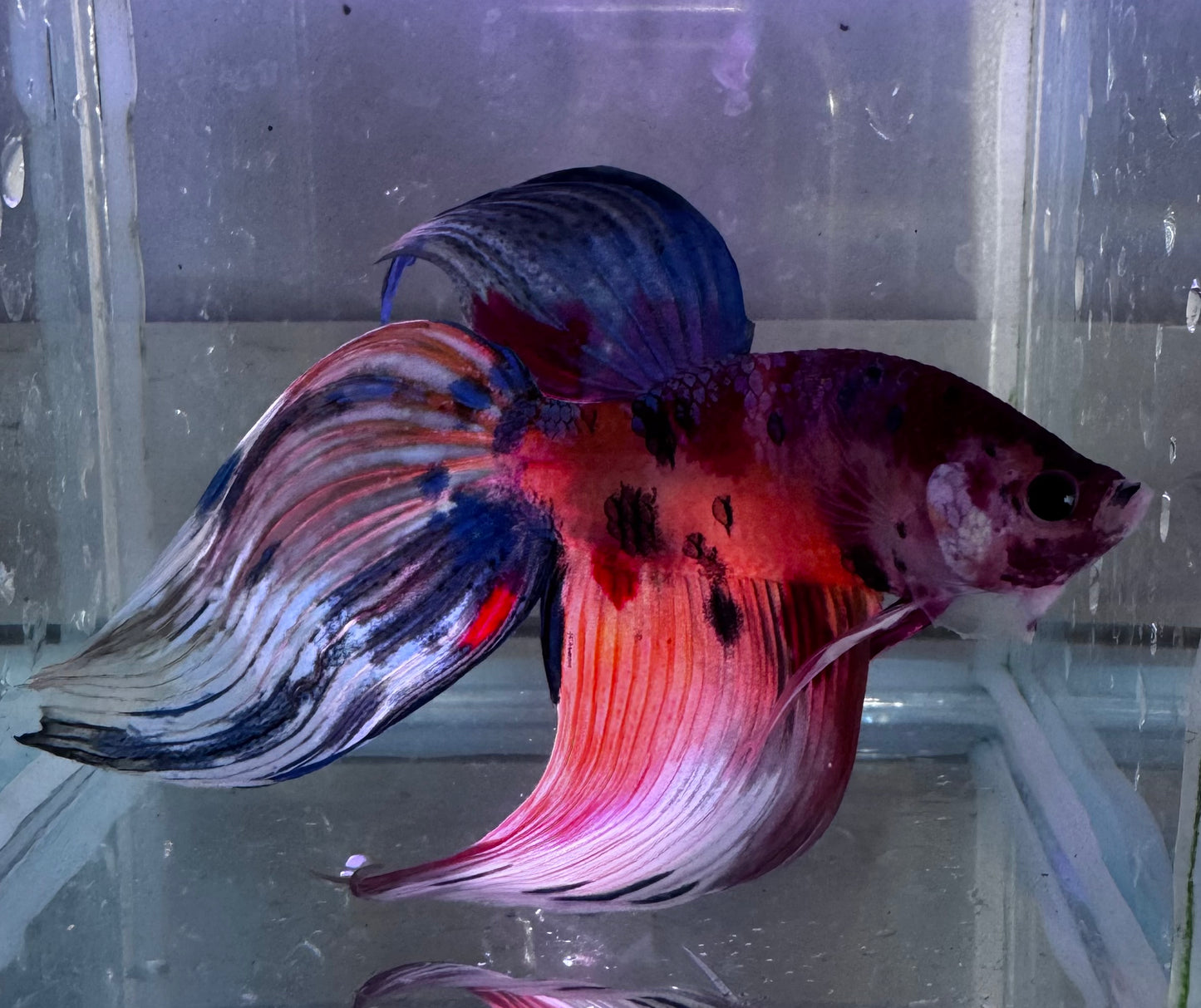 Nemo vail tail betta