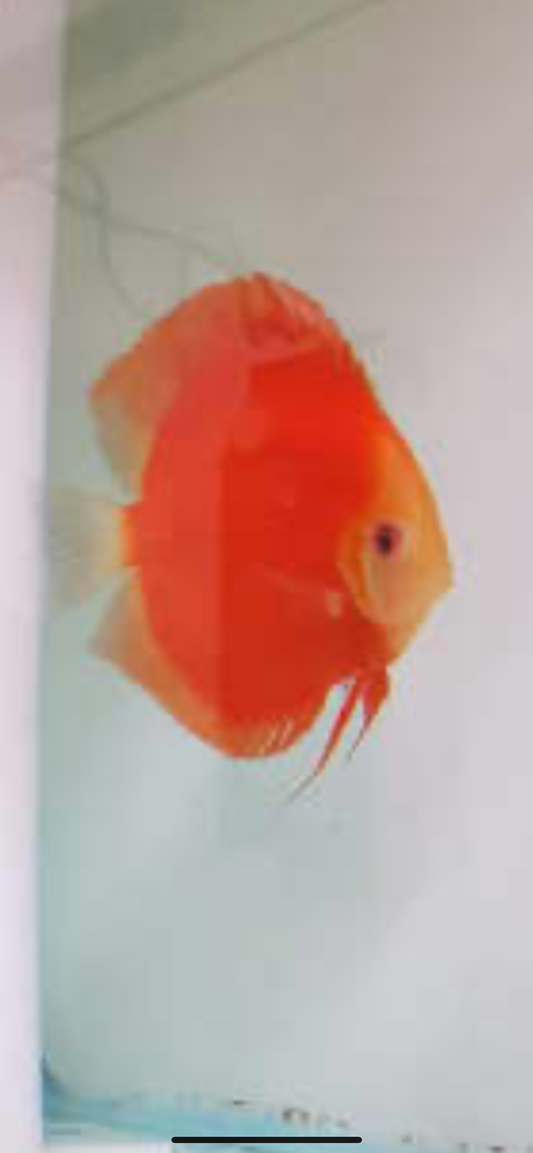 Red Cover Discus (Symphysodon sp.)