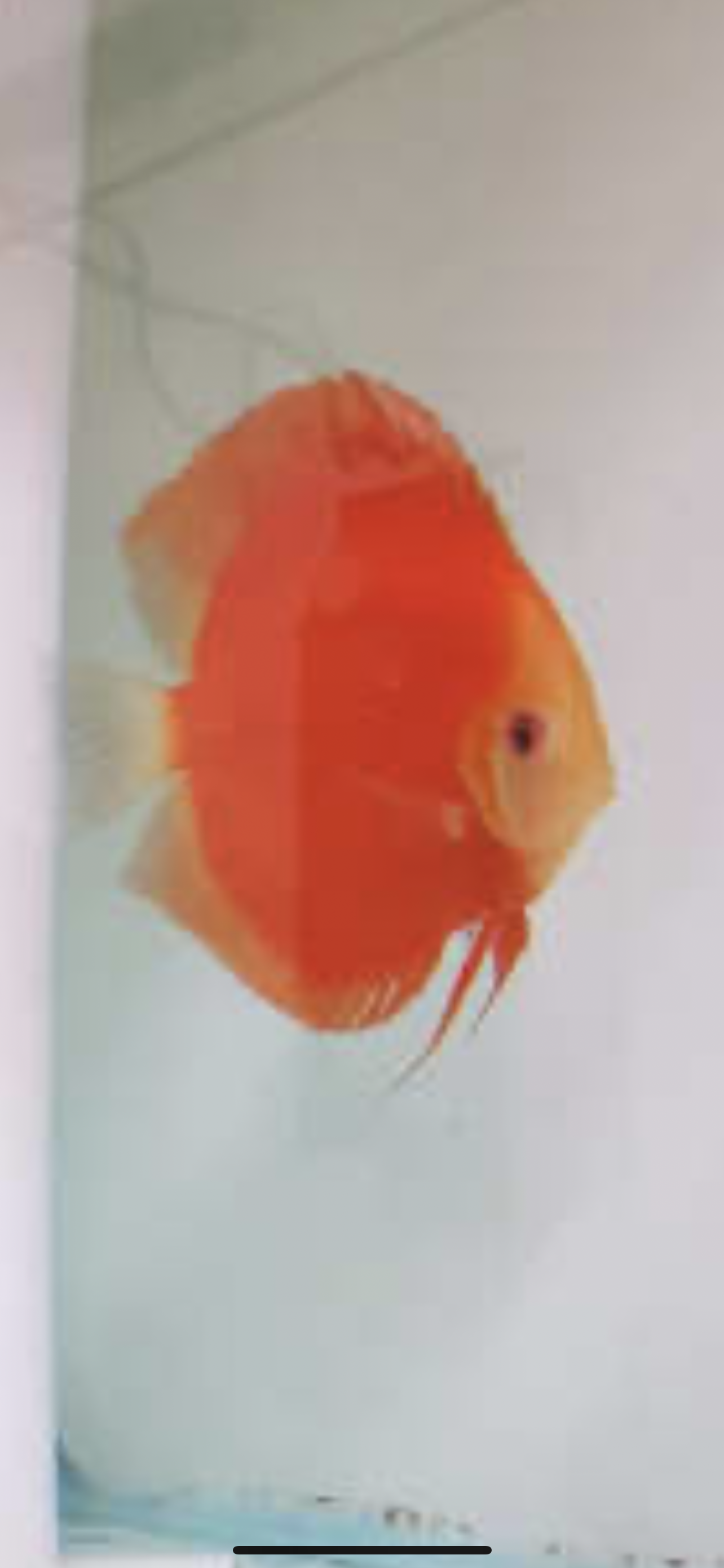 Red Cover Discus (Symphysodon sp.)