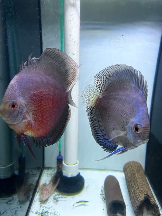 Assorted Discus breeding pairs (Symphysodon sp.)