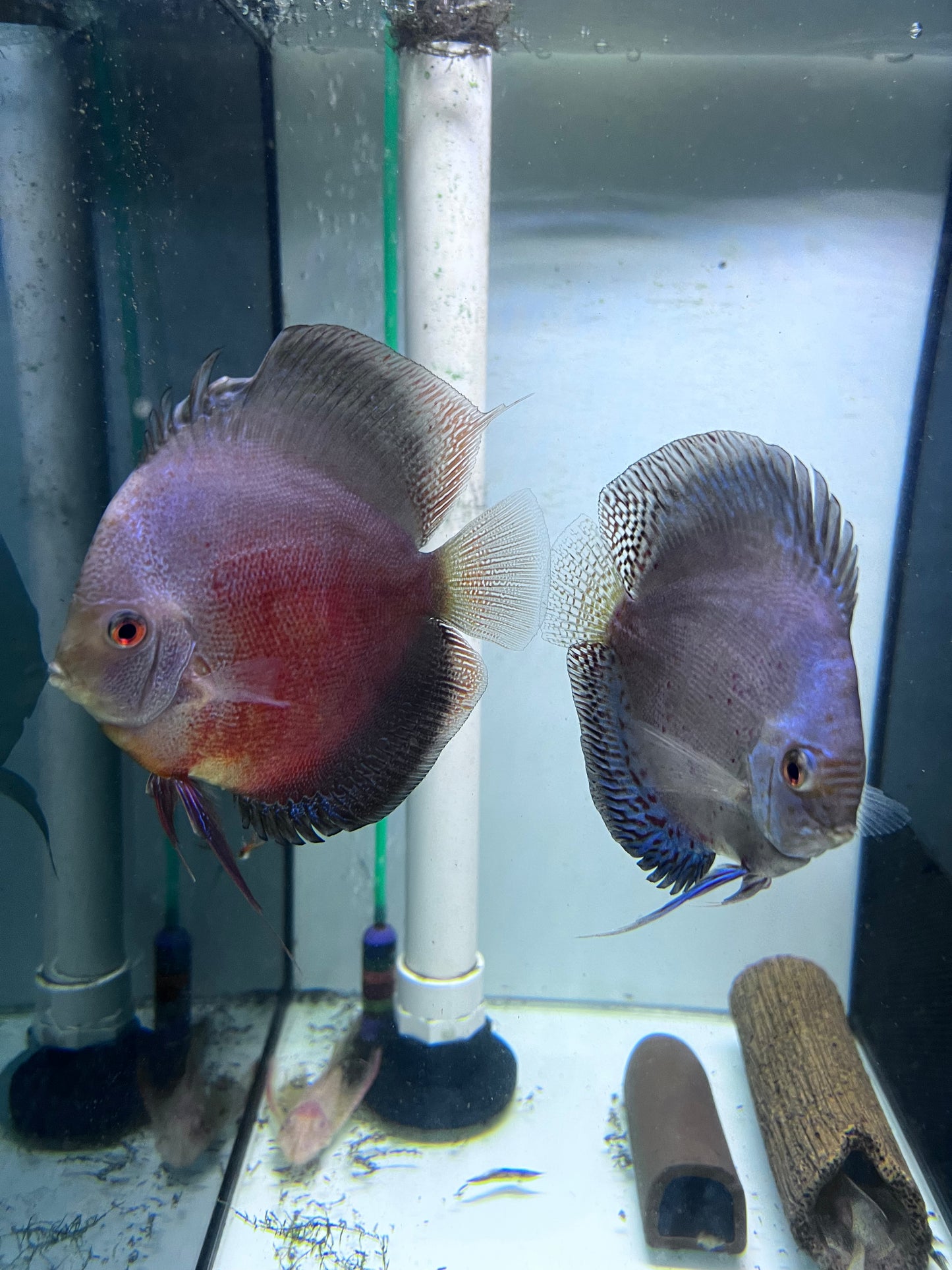 Assorted Discus breeding pairs (Symphysodon sp.)