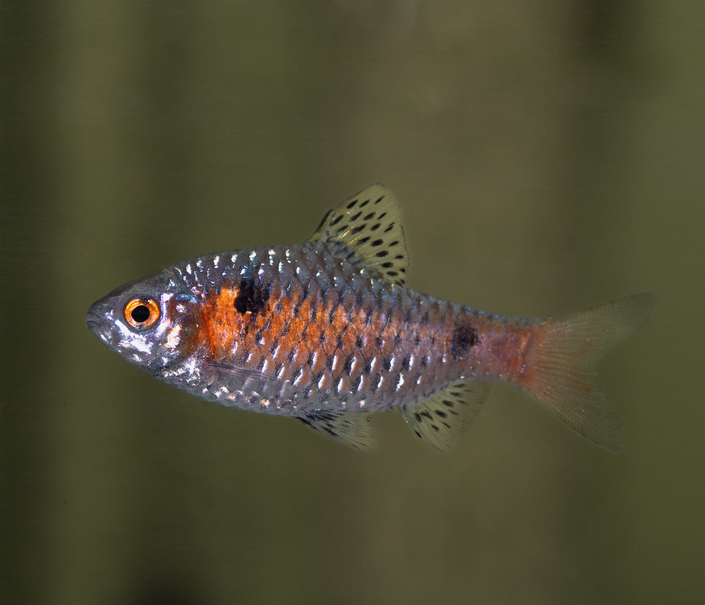 Odessa Barb (Puntius Ticto)