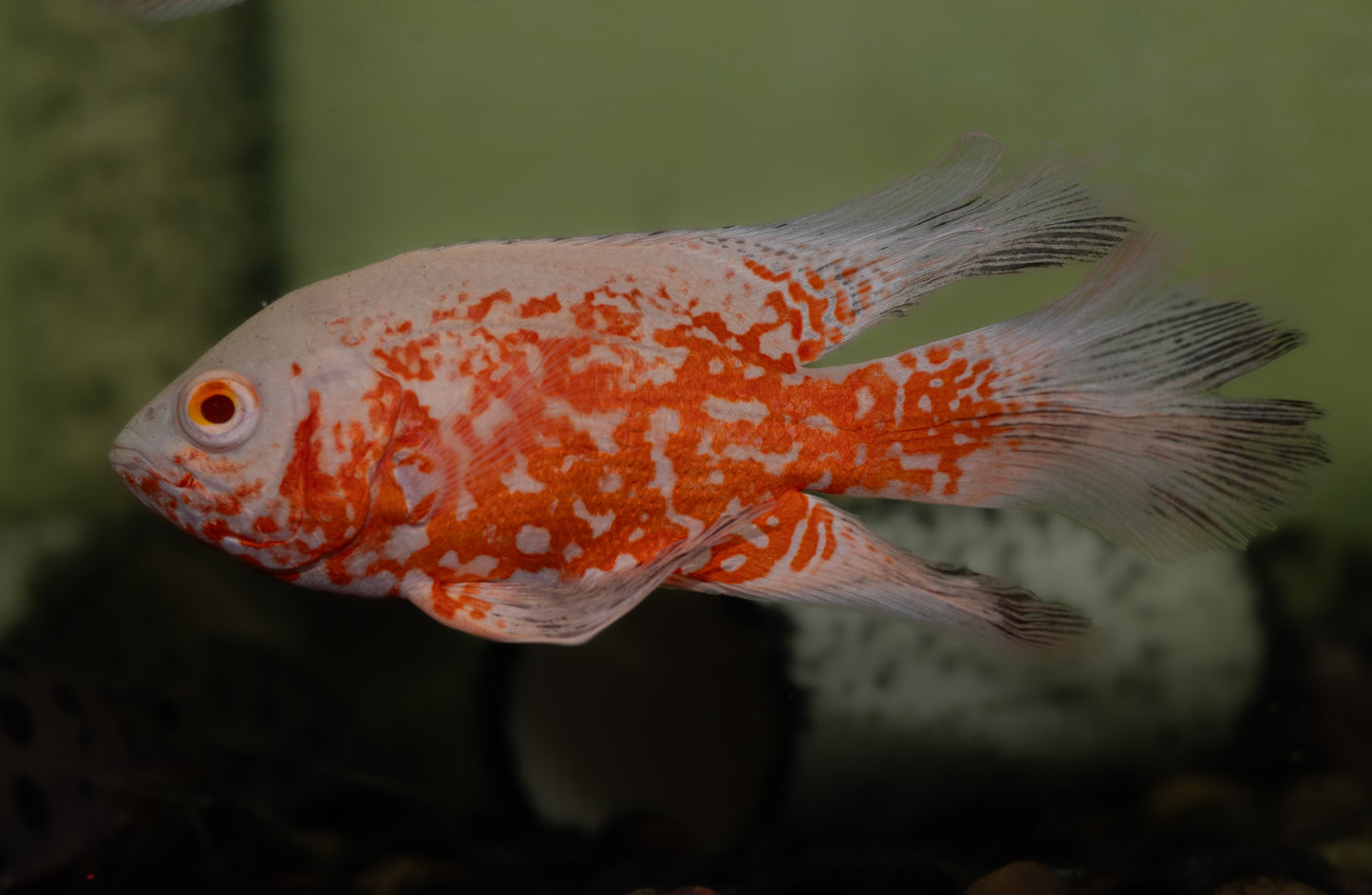 Red Nemo Oscar Longfin (Astronotus ocellatus)