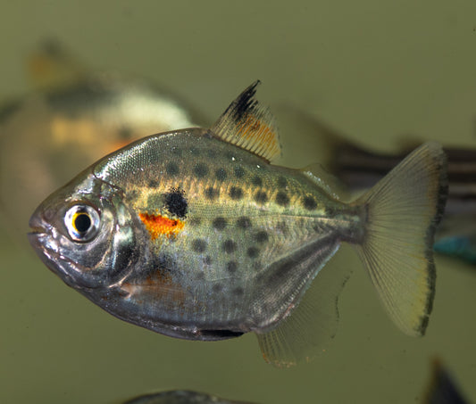 Silver Dollar Spotted - DWARF (Metynnis sp.aff maculatus)