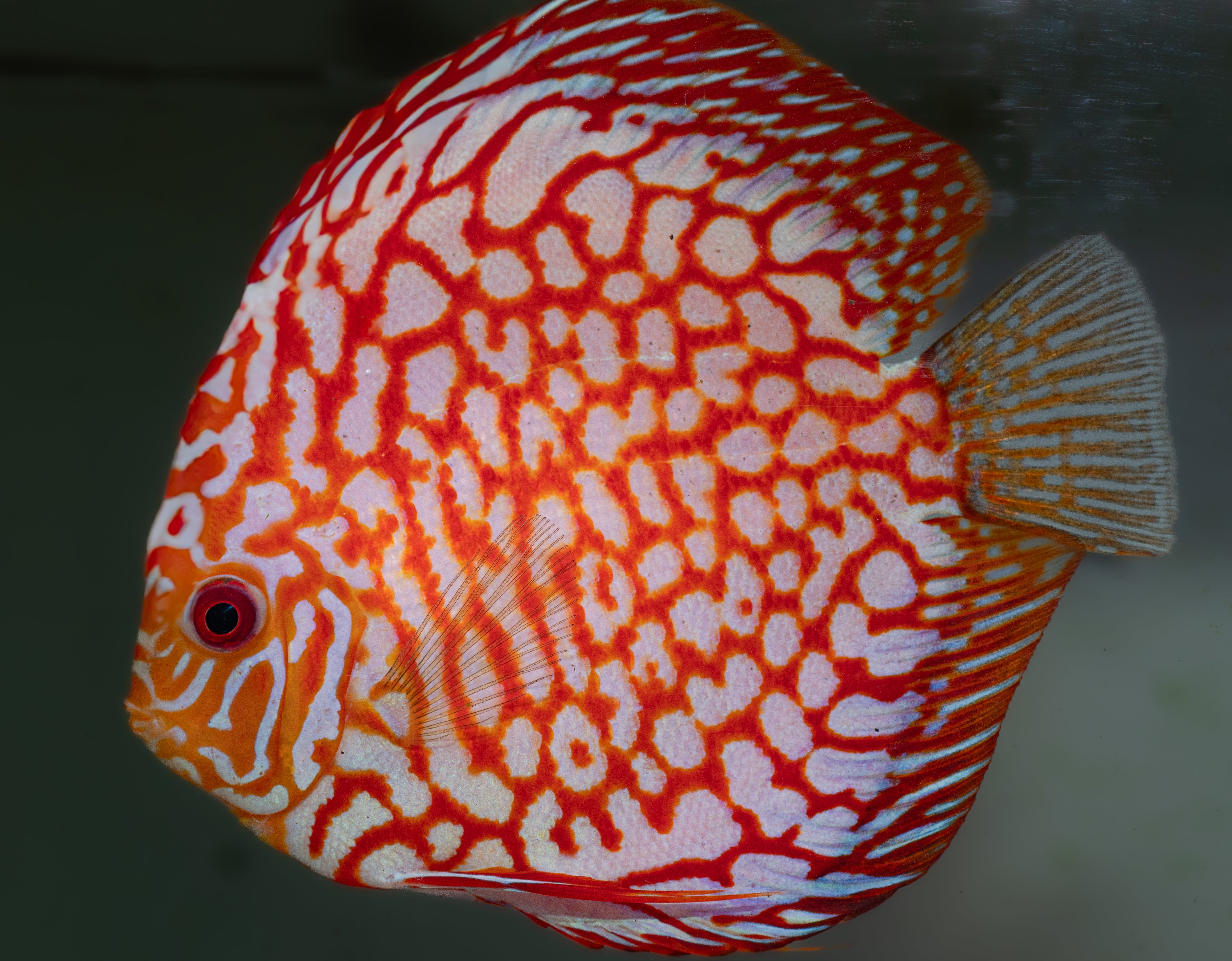 Red Eagle Discus (Symphysodon sp.) – Tropical Aquarium