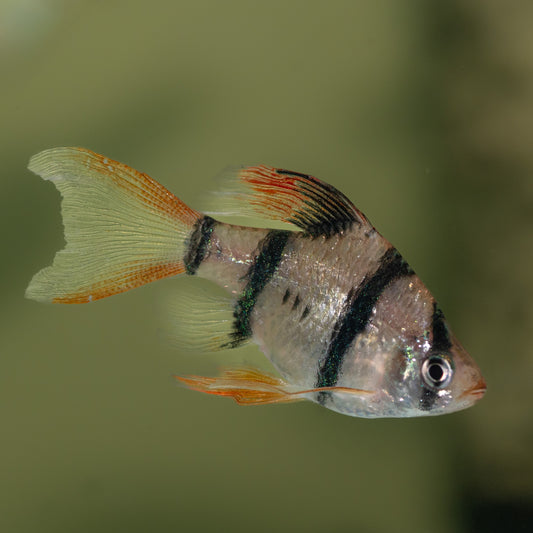 Long Fin Tiger Barb