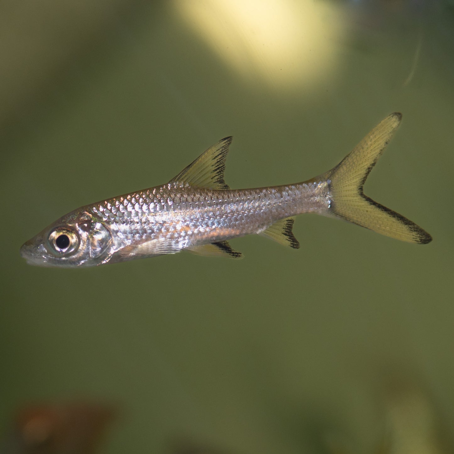 Silver Shark (Balantiocheilus melanopterus)