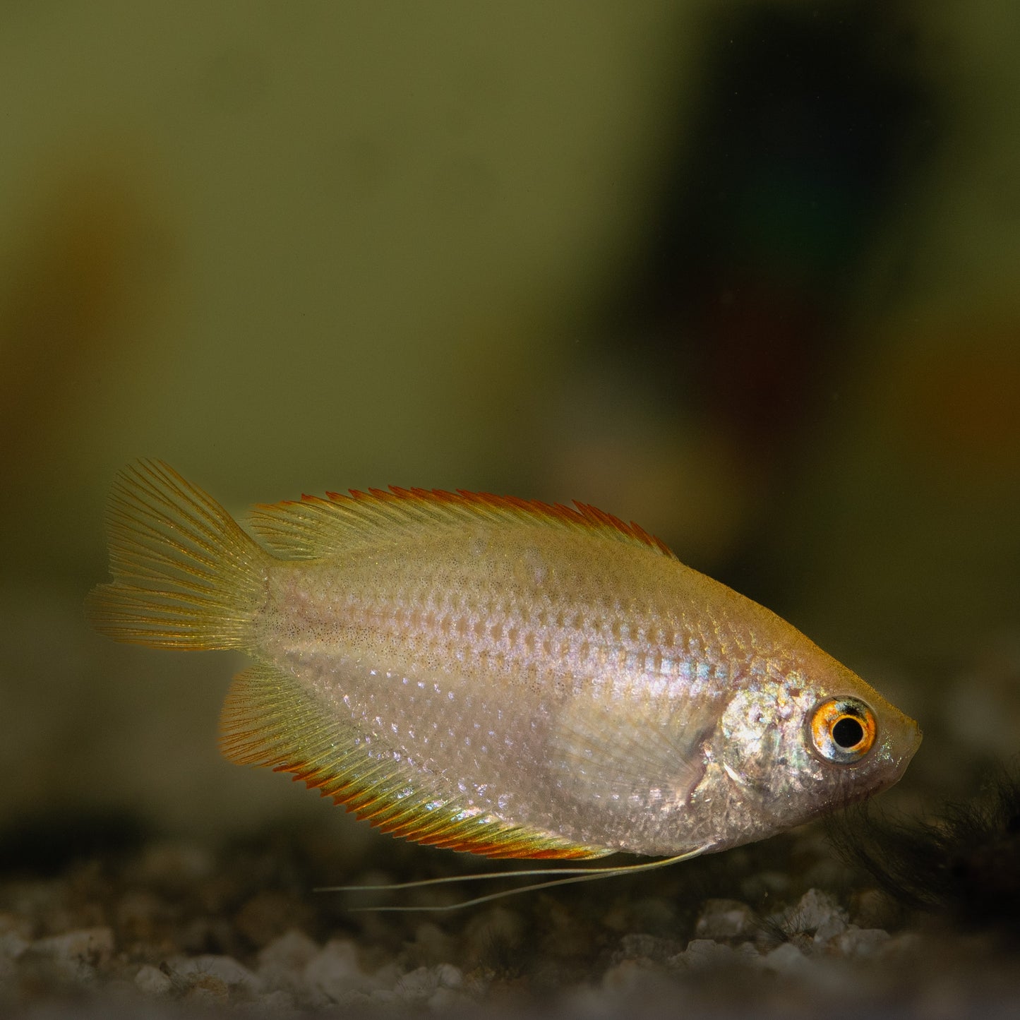 Gold Honey Dwarf Gourami (Trichogaster chuna)