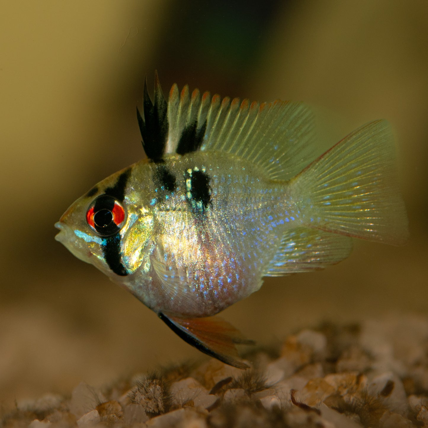 Blue Balloon Rams (Mikrogeophagus ramirezi)