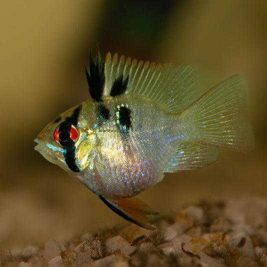 Blue Balloon Rams (Mikrogeophagus ramirezi)