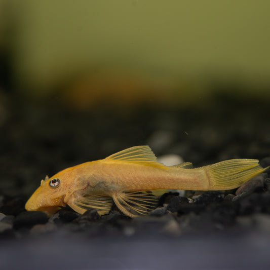 L144 lemon Blue Eye Bristlenose (Ancistrus species)