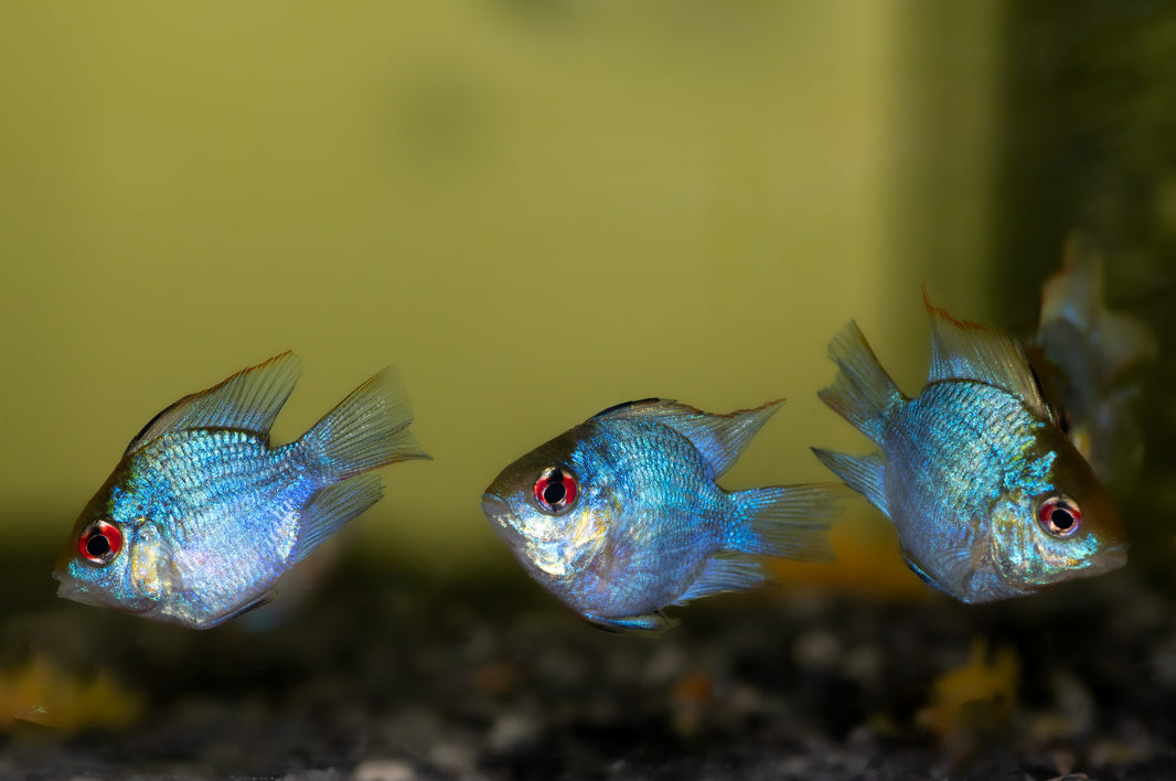 Cichlids – Tropical Aquarium