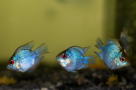 Electric Blue Balloon Rams (Mikrogeophagus ramirezi)